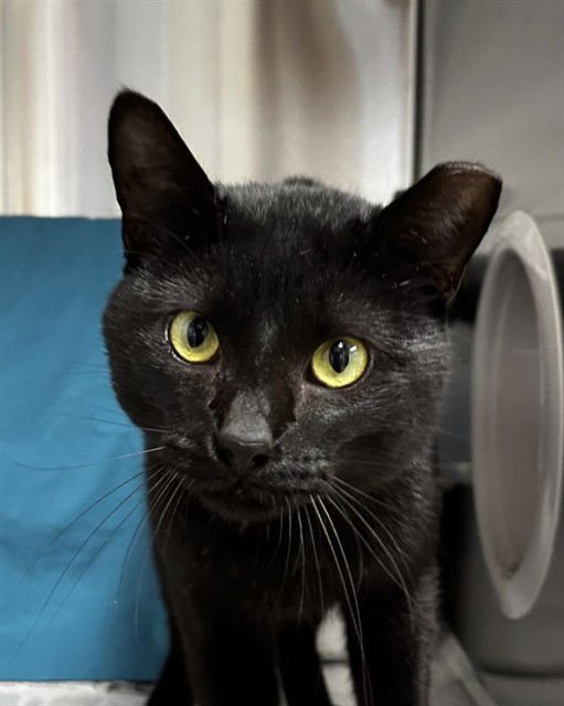 ROBBIE - Domestic Short Hair available for adoption