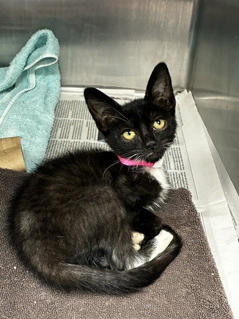 MINDY - Domestic Short Hair available for adoption