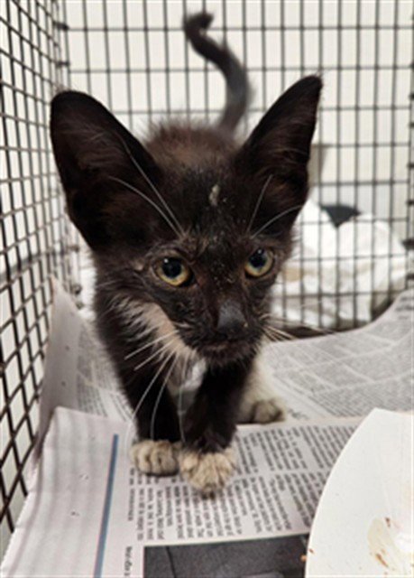 A2479328 - Domestic Short Hair available for adoption
