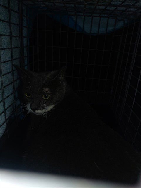 MAX - Domestic Short Hair available for adoption