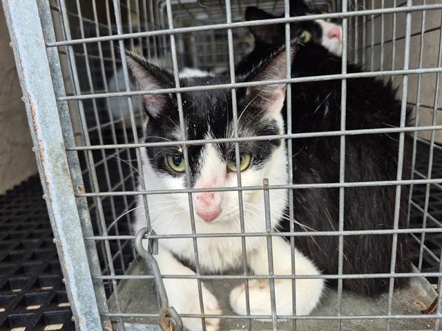 MOUSIE - Domestic Short Hair available for adoption