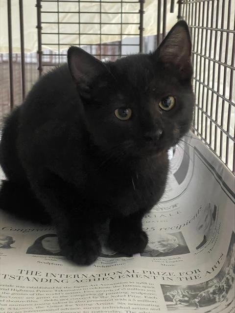 JANGLE - Domestic Short Hair available for adoption