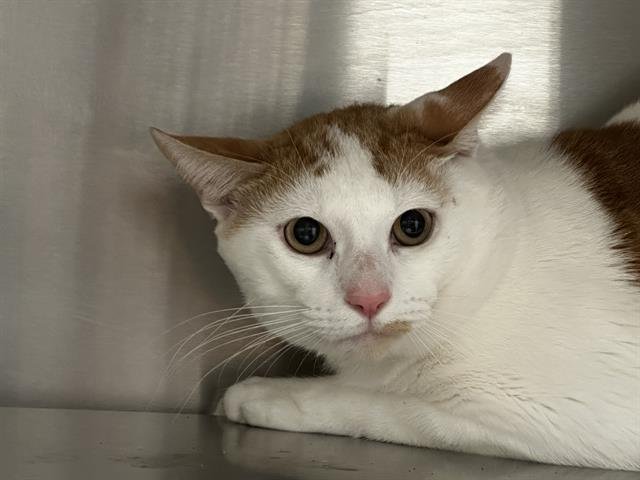 ICHABOD - Domestic Short Hair available for adoption