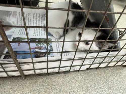 A2478375 - Domestic Short Hair available for adoption