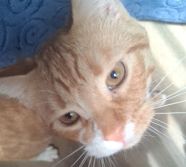 CHEDDER - Domestic Short Hair available for adoption