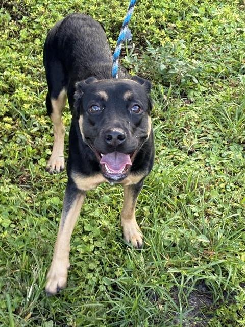 *PENELOPE - Rottweiler available for adoption