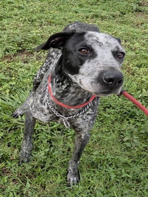 BENNY #3 - Catahoula Leopard Dog available for adoption
