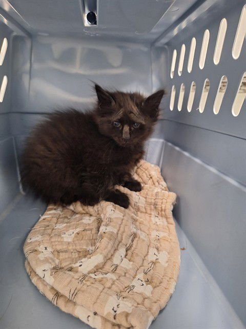 MINDY - Domestic Short Hair available for adoption