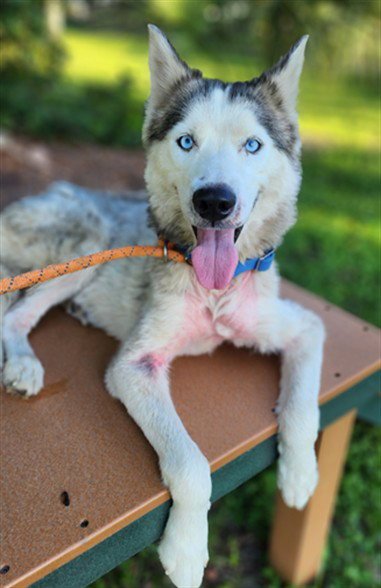 CRISTAL - Siberian Husky available for adoption