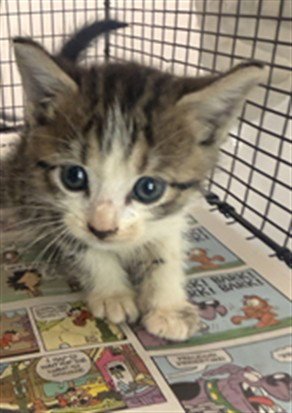 TOPSY - Domestic Short Hair available for adoption