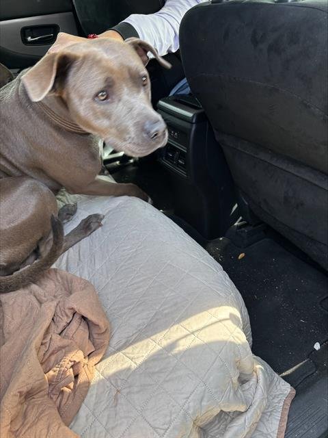 LUNA - American Staffordshire Terrier available for adoption