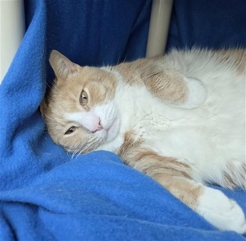 *CREAMSICLE - Domestic Short Hair available for adoption