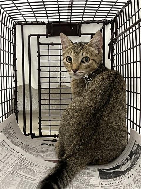 A2478763 - Domestic Short Hair available for adoption