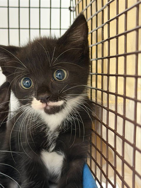 A2480064 - Domestic Short Hair available for adoption