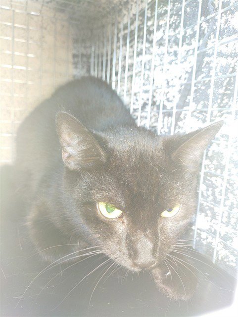 BIRCH - Domestic Short Hair available for adoption
