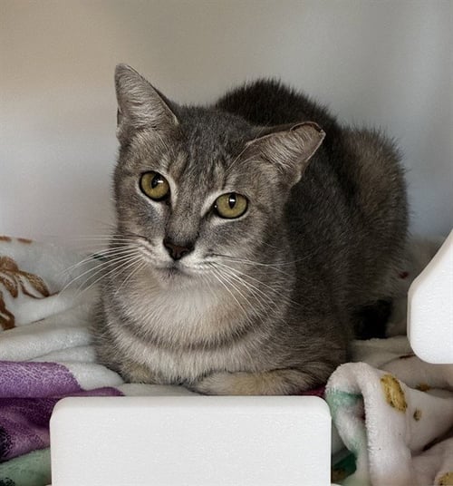 DAUGHTRY - Domestic Short Hair available for adoption
