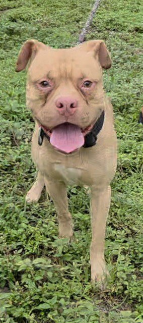 MAEKAR - Boxer available for adoption