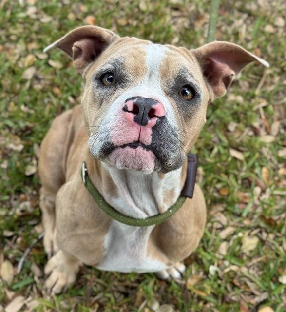 SIA - Bulldog available for adoption