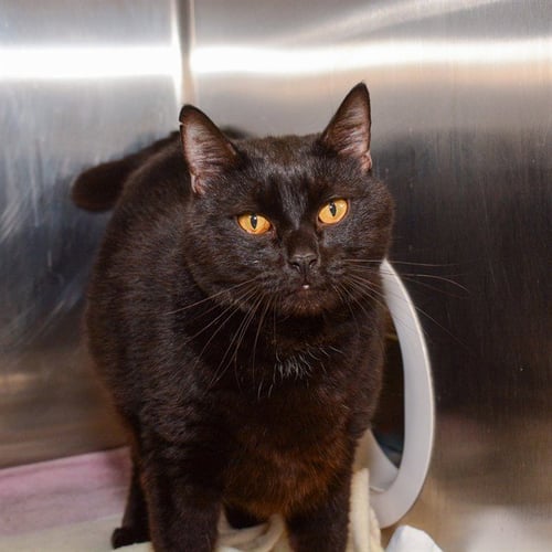 DIABLO - Domestic Short Hair available for adoption