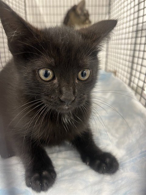 KARMA - Domestic Short Hair available for adoption