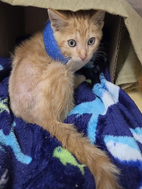 SUNNY D - Domestic Short Hair available for adoption