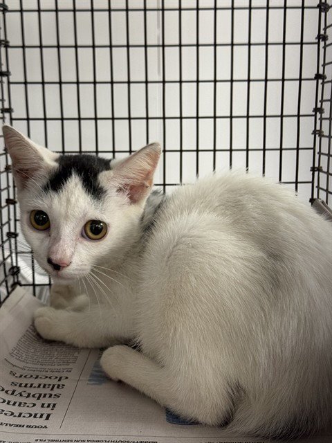 *HATTER - Domestic Short Hair available for adoption
