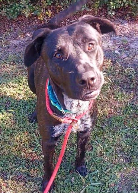 FISHER - Labrador Retriever available for adoption