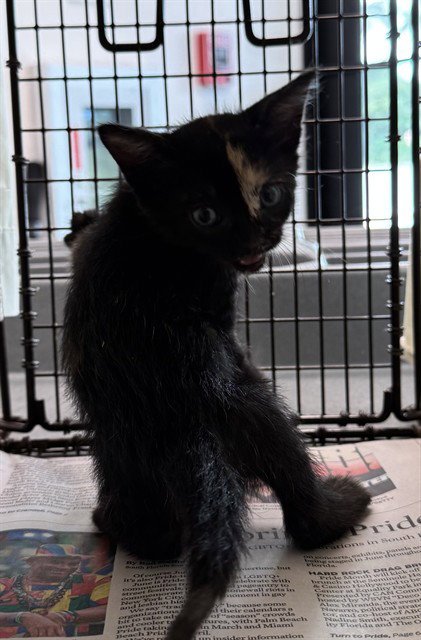 SAVANNAH - Domestic Short Hair available for adoption