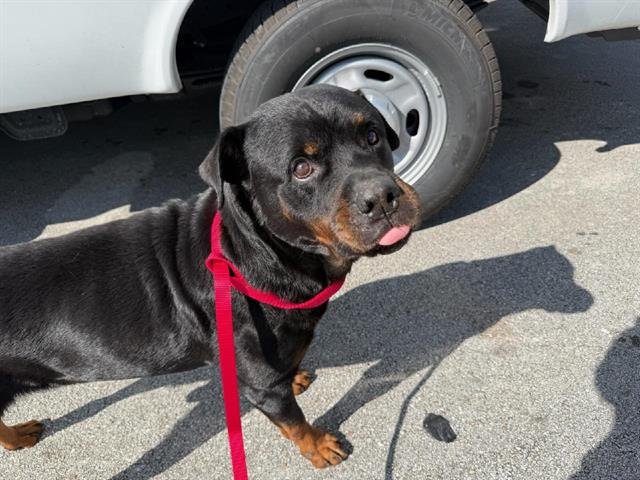 ROCKY - Rottweiler available for adoption