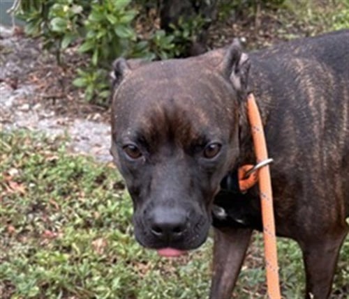 OXTAIL - American Staffordshire Terrier available for adoption