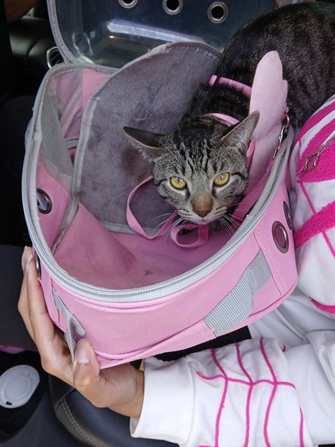 CHI CHI - Domestic Short Hair available for adoption