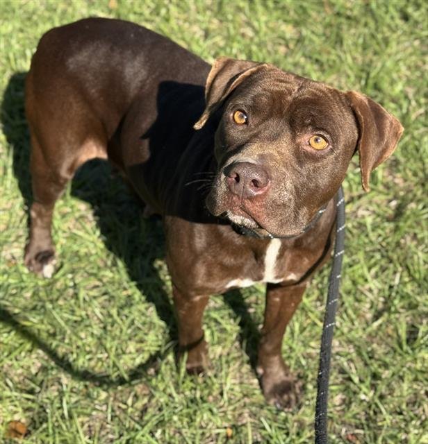 MARINE - American Staffordshire Terrier available for adoption