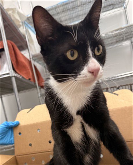 *PIRATE - Domestic Short Hair available for adoption