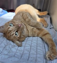*GINGER - Photo 1