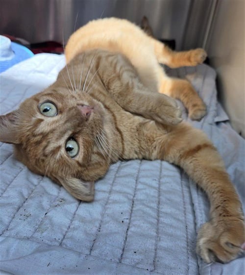 *GINGER - Domestic Short Hair available for adoption