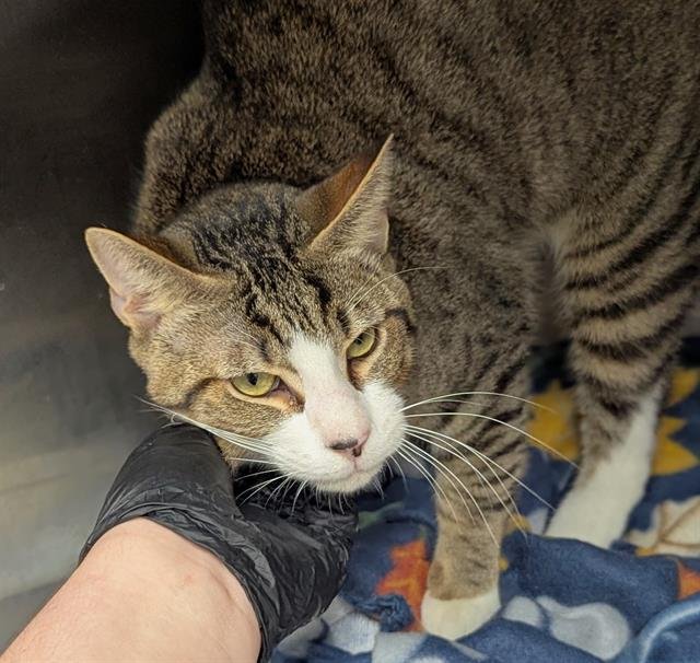 FLAREON - Domestic Short Hair available for adoption