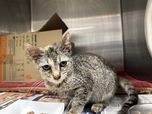 LUMI - Domestic Short Hair available for adoption