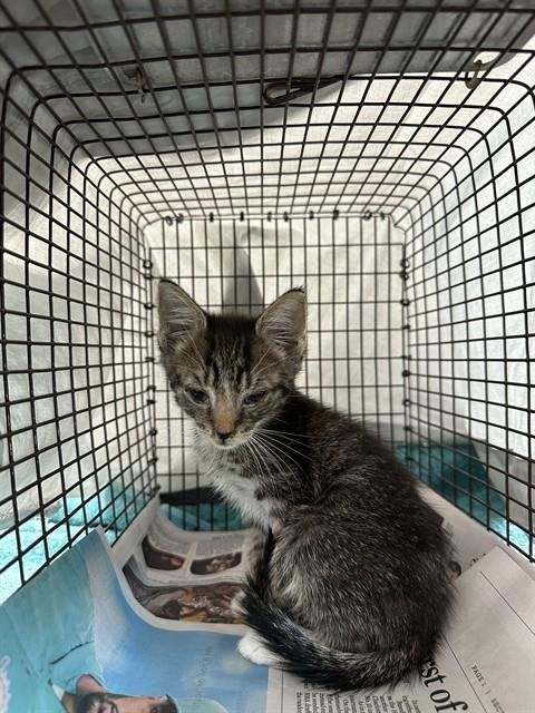 A2479400 - Domestic Short Hair available for adoption