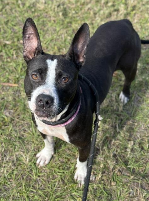 TOOTSIE - Bull Terrier available for adoption