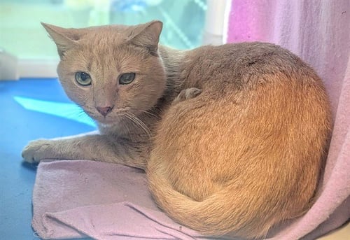 COMET - Domestic Short Hair available for adoption