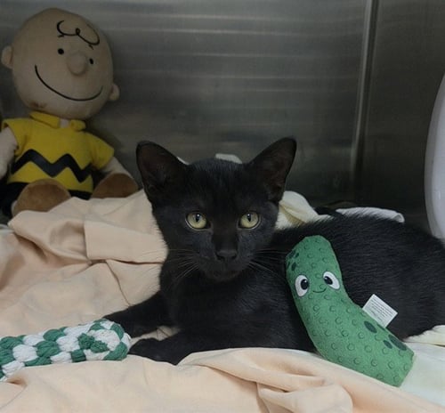MAVERICK - Domestic Short Hair available for adoption