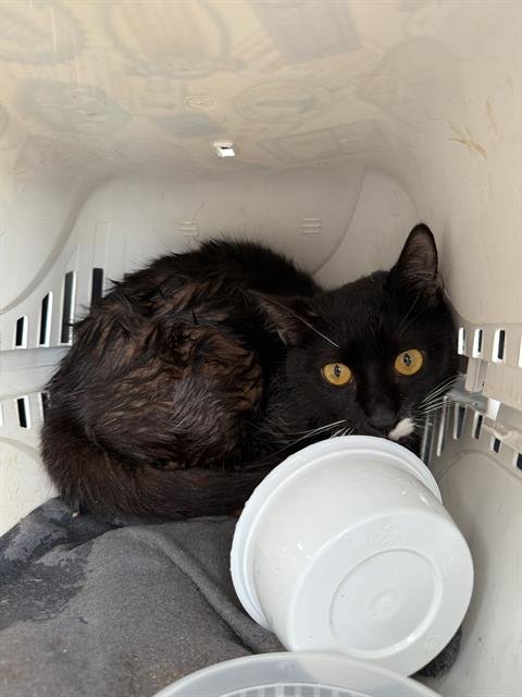 AMOR - Domestic Short Hair available for adoption