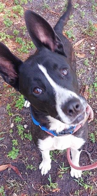 ZOE - Australian Cattle Dog/Blue Heeler available for adoption