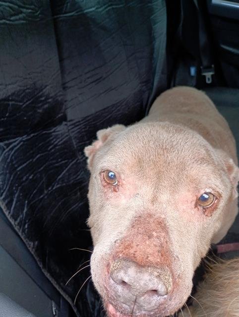 COCO - American Staffordshire Terrier available for adoption