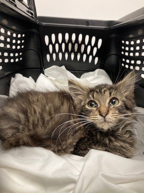 A2470536 - Domestic Long Hair available for adoption