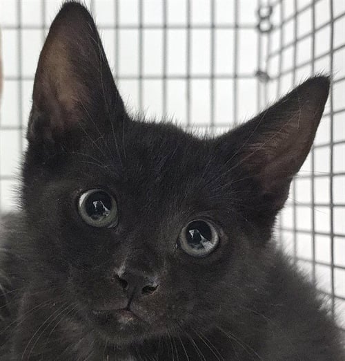 A2481530 - Domestic Short Hair available for adoption