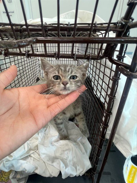 PIXIE - Domestic Short Hair available for adoption