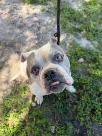 *MEATBALL - Photo 1