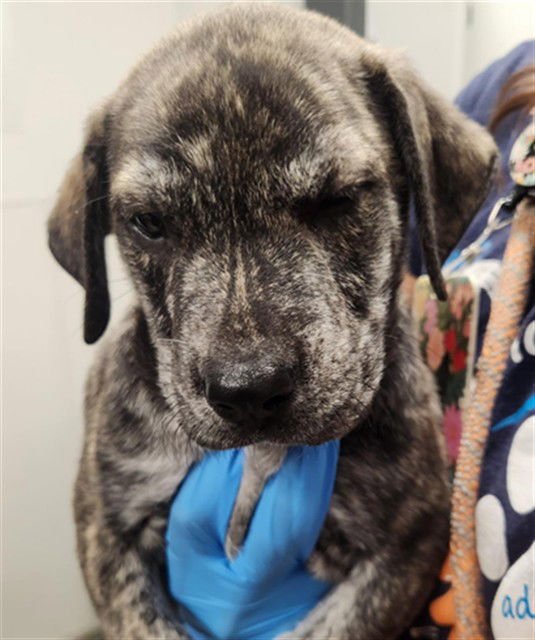 A2473005 - Plott Hound available for adoption