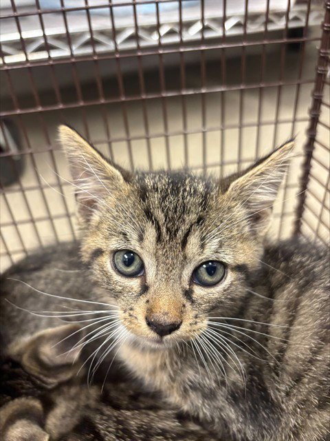 GRETAL - Domestic Short Hair available for adoption